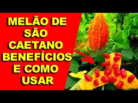 Benefícios e como usar o Melão de São Caetano